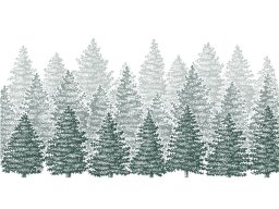 pine trees rows